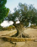 Agrigento Sicily South Italy